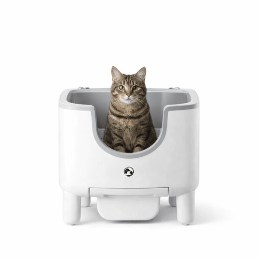 CatFuroo – Litière Automatique Ouverte